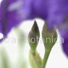 Iris-Iris versicolor-14