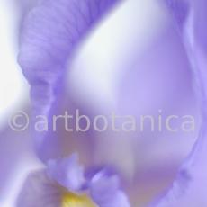 Iris-Iris versicolor-28