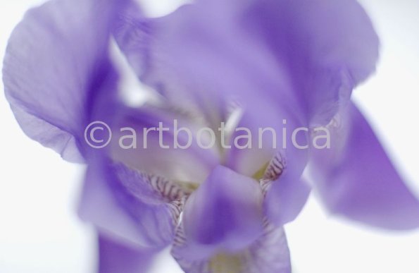 Iris-Iris versicolor-23