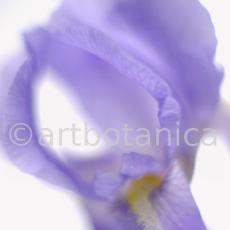 Iris-Iris versicolor-27