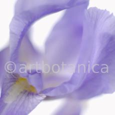 Iris-Iris versicolor-26