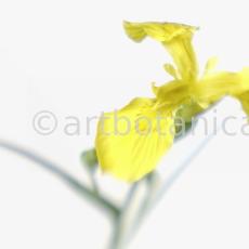 Iris-gelb--B---Iris-versicolor--15