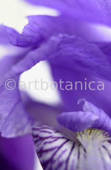 Iris-Iris versicolor-10
