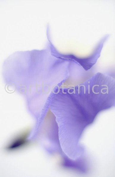 Iris-Iris versicolor-22