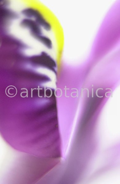 Iris-lila---Iris-reticulata-9