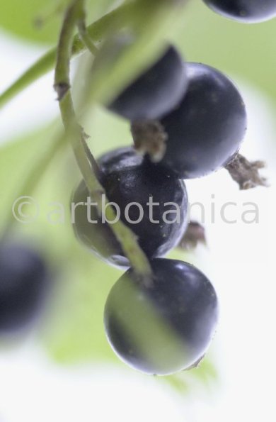 Johannisbeere-schwarz-Ribes-nigrum-21