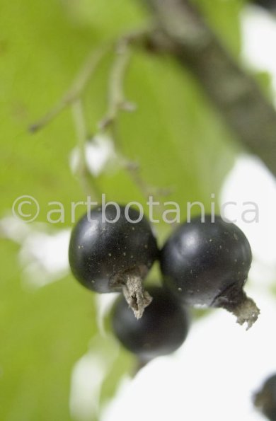 Johannisbeere-schwarz-Ribes-nigrum-15
