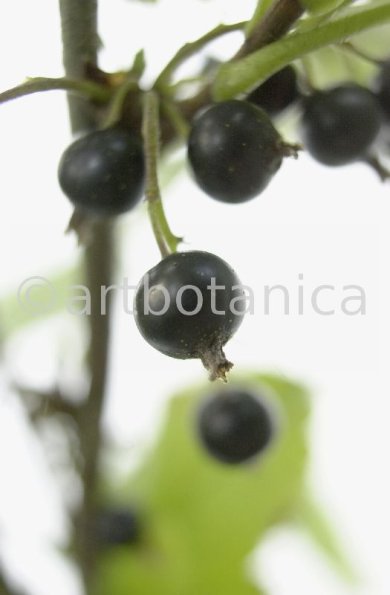 Johannisbeere-schwarz-Ribes-nigrum-16