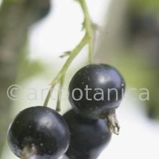 Johannisbeere-schwarz-Ribes-nigrum-22