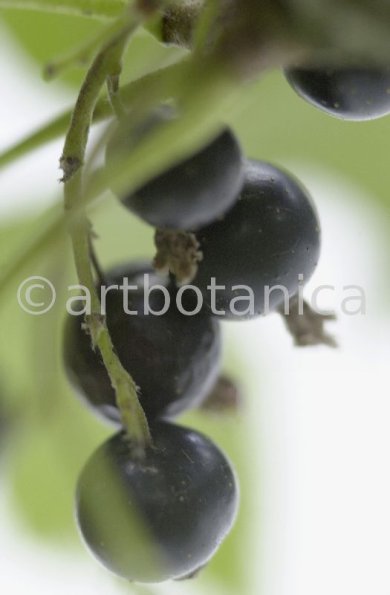 Johannisbeere-schwarz-Ribes-nigrum-19