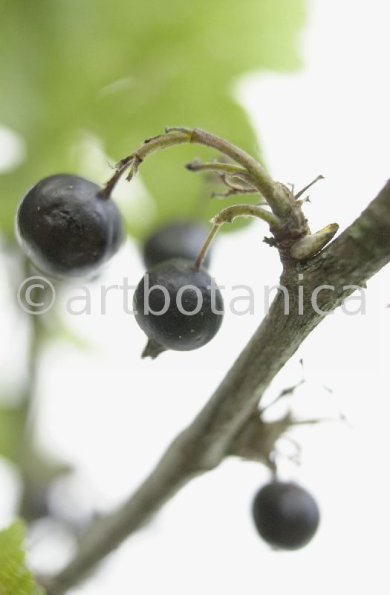Johannisbeere-schwarz-Ribes-nigrum-18