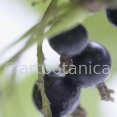 Johannisbeere-schwarz-Ribes-nigrum-20