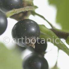Johannisbeere-schwarz-Ribes-nigrum-25
