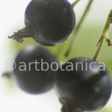 Johannisbeere-schwarz-Ribes-nigrum-26