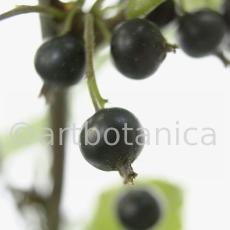 Johannisbeere-schwarz-Ribes-nigrum-16