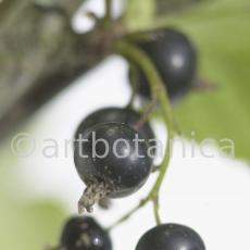 Johannisbeere-schwarz-Ribes-nigrum-24