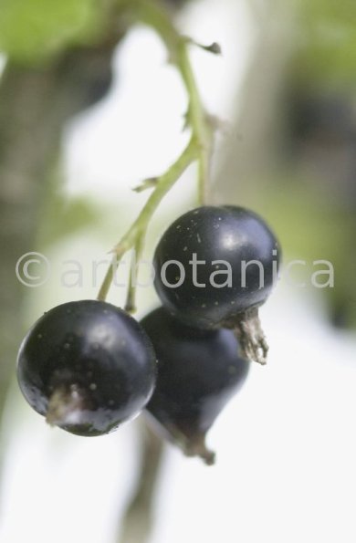 Johannisbeere-schwarz-Ribes-nigrum-22