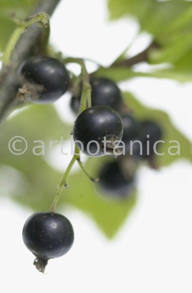 Johannisbeere-schwarz-Ribes-nigrum-23