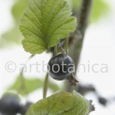 Johannisbeere-schwarz-Ribes-nigrum-17