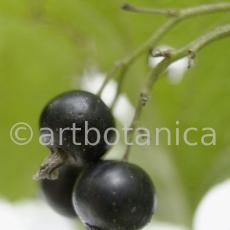 Johannisbeere-schwarz-Ribes-nigrum-14