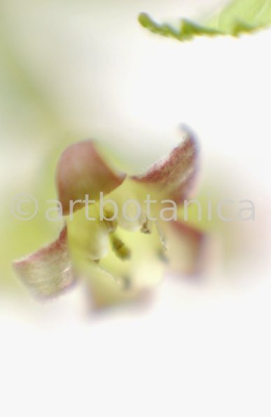 Johannisbeere-schwarz-Ribes-nigrum-12