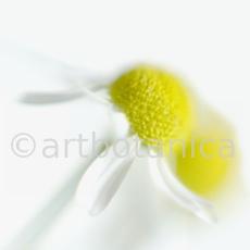 Kamille--Matricaria-chamomilla-23
