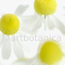 Kamille--Matricaria-chamomilla-17