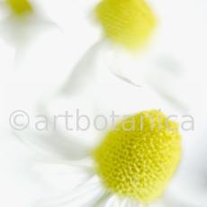 Kamille--Matricaria-chamomilla-5