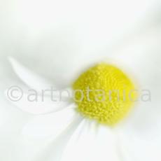 Kamille--Matricaria-chamomilla-2