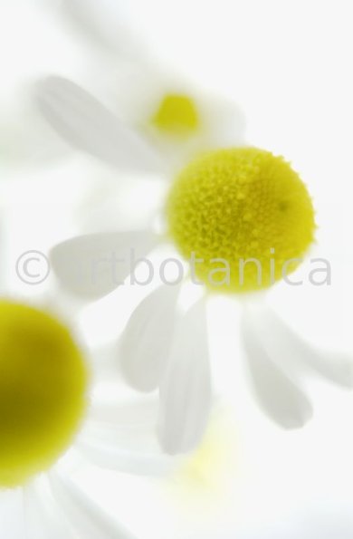 Kamille--Matricaria-chamomilla-9