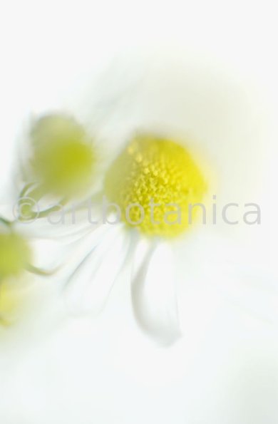 Kamille--Matricaria-chamomilla-19