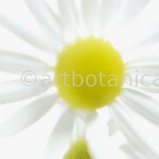 Kamille--Matricaria-chamomilla-16