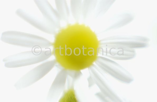 Kamille--Matricaria-chamomilla-16