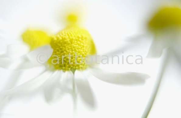 Kamille--Matricaria-chamomilla-10