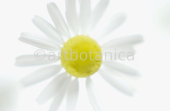 Kamille--Matricaria-chamomilla-14