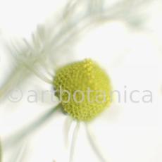 Kamille--Matricaria-chamomilla-8