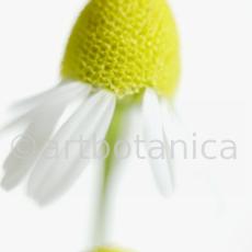 Kamille--Matricaria-chamomilla-3