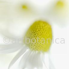 Kamille--Matricaria-chamomilla-28