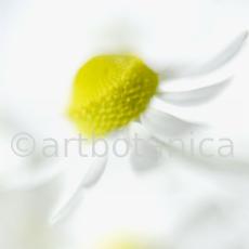 Kamille--Matricaria-chamomilla-12