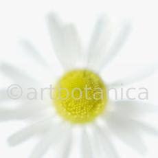 Kamille--Matricaria-chamomilla-15