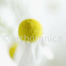 Kamille--Matricaria-chamomilla-27
