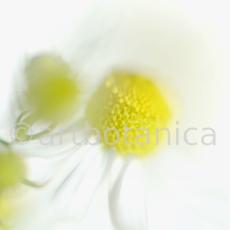 Kamille--Matricaria-chamomilla-19