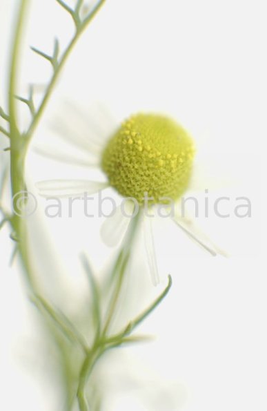 Kamille--Matricaria-chamomilla-4