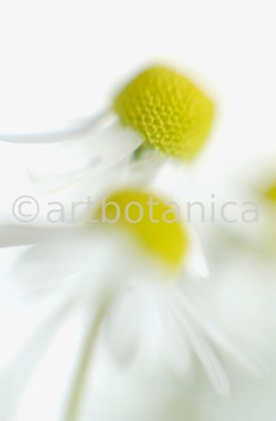 Kamille--Matricaria-chamomilla-20