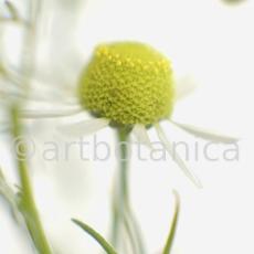 Kamille--Matricaria-chamomilla-7