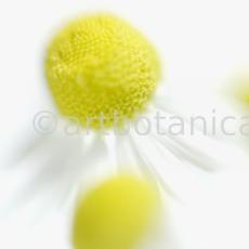 Kamille--Matricaria-chamomilla-21