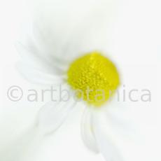 Kamille--Matricaria-chamomilla-13