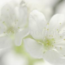 Kirsche-Prunus-avium-16