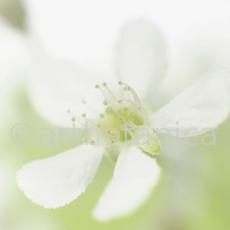 Kirsche-Prunus-avium-12