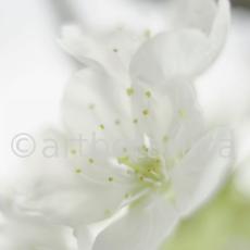 Kirsche-Prunus-avium-1